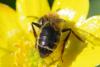 Andrena sp.